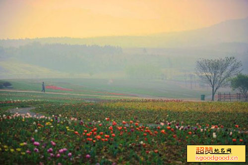 半汤郁金香高地景区