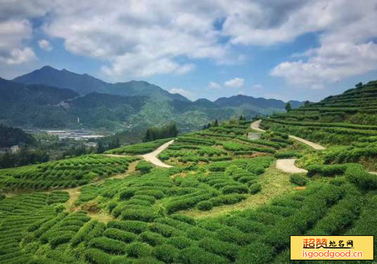 山东雪尖有机茶场旅游区