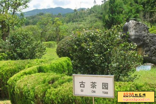 烟台茶文化体验园