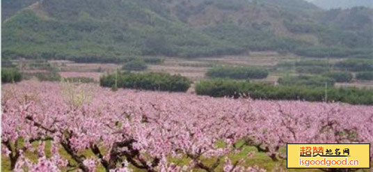 桃花山森林公园